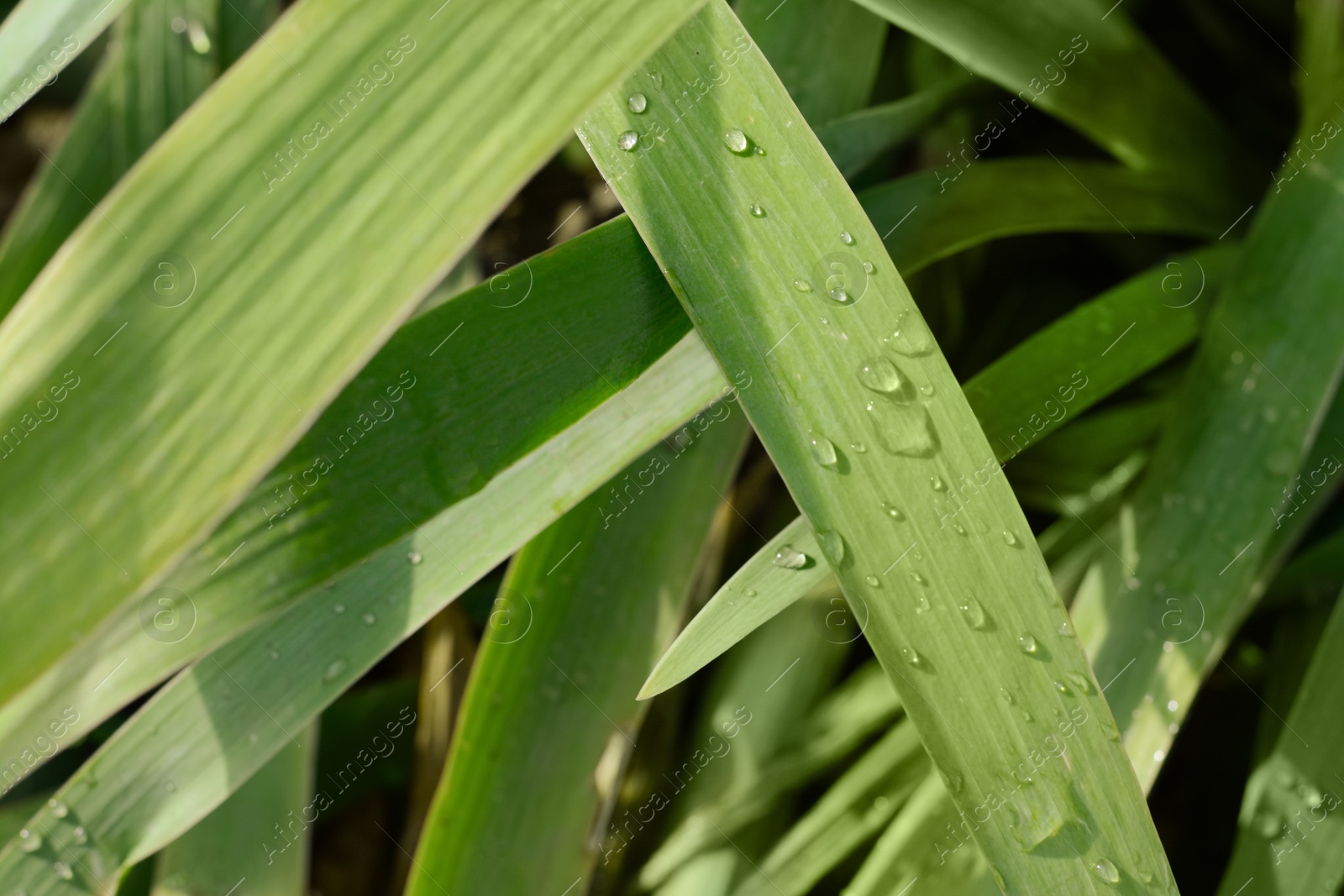 Photo of Green leaves with water drops outdoors, top view