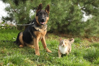 Photo of Cute German shepherd puppy and cat on green grass outdoors