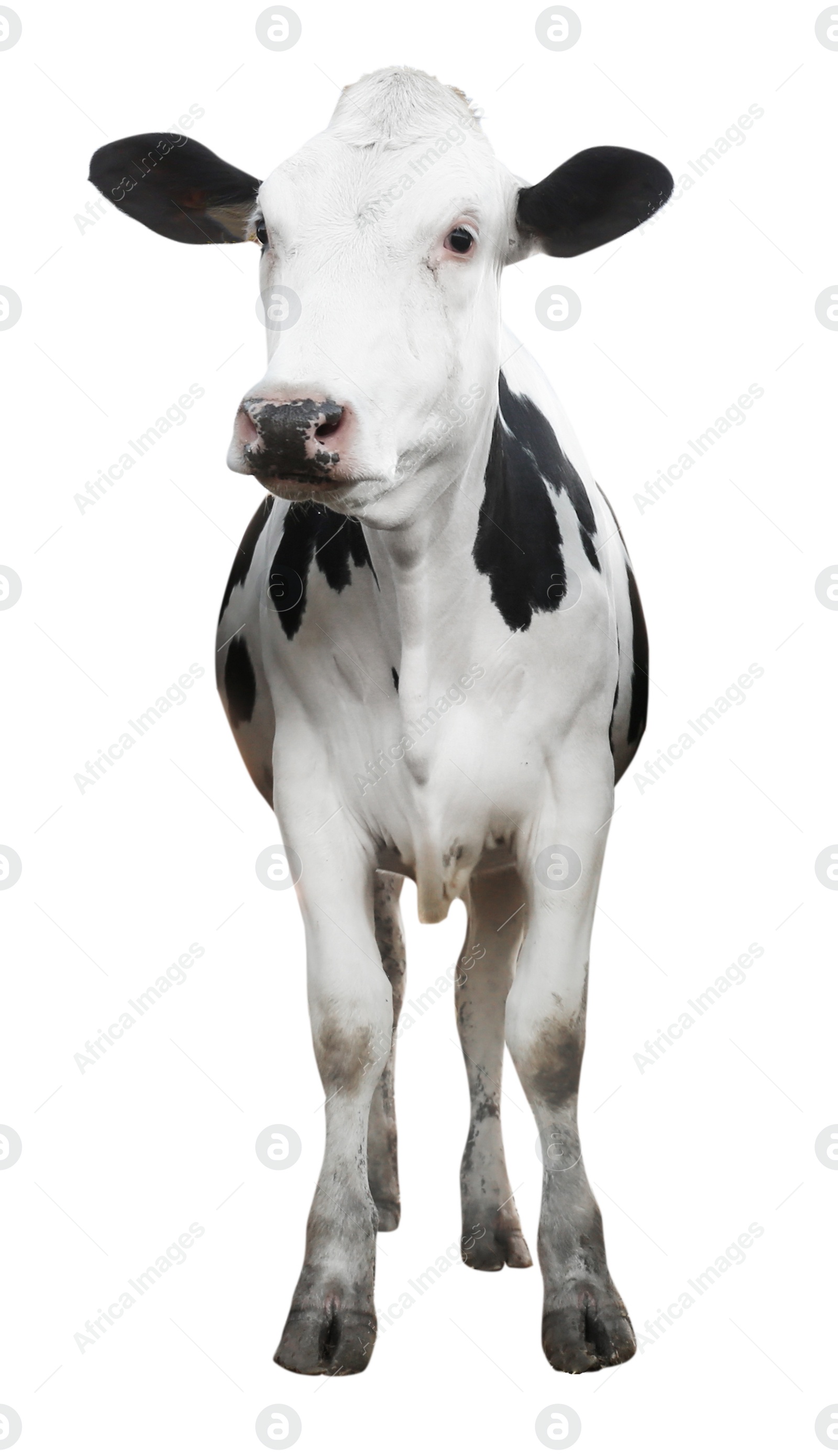 Image of Cute cow on white background. Animal husbandry