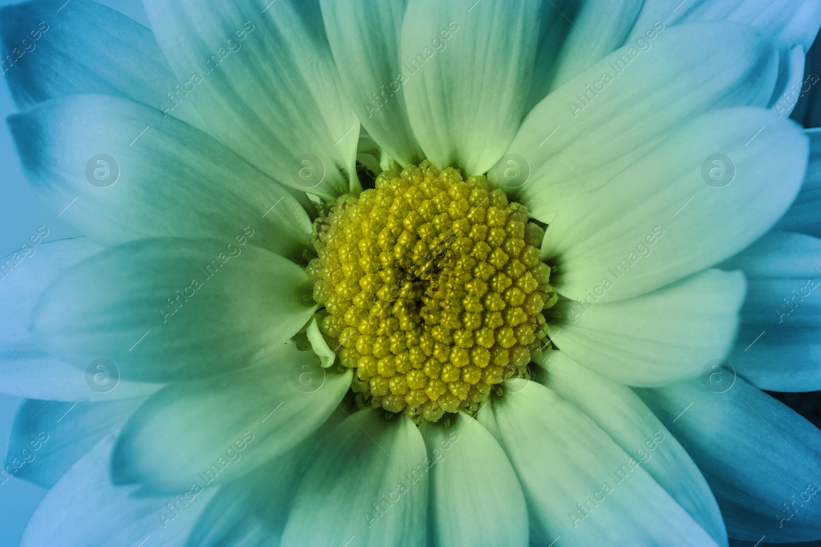 Image of Beautiful chrysanthemum flower as background, closeup. Light blue tone