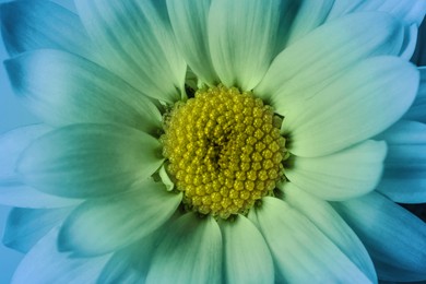 Beautiful chrysanthemum flower as background, closeup. Light blue tone