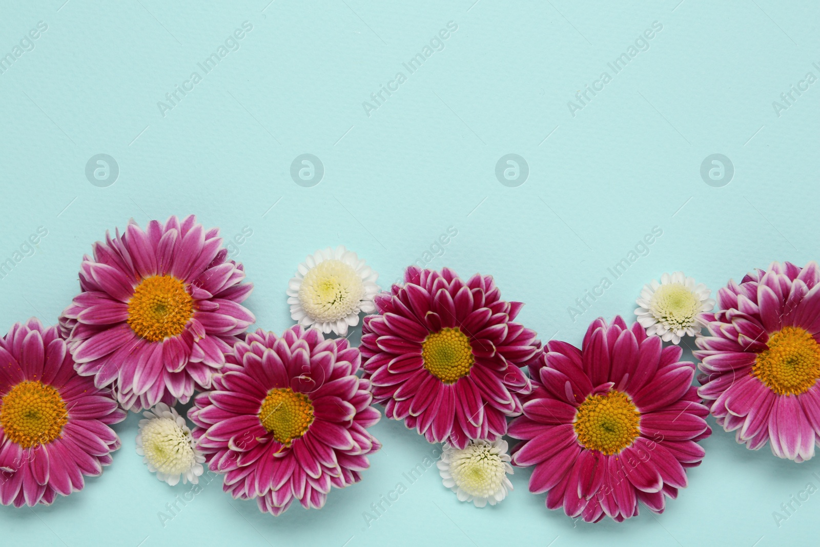 Photo of Beautiful chrysanthemum flowers on light blue background, flat lay. Space for text