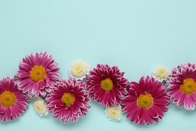 Beautiful chrysanthemum flowers on light blue background, flat lay. Space for text