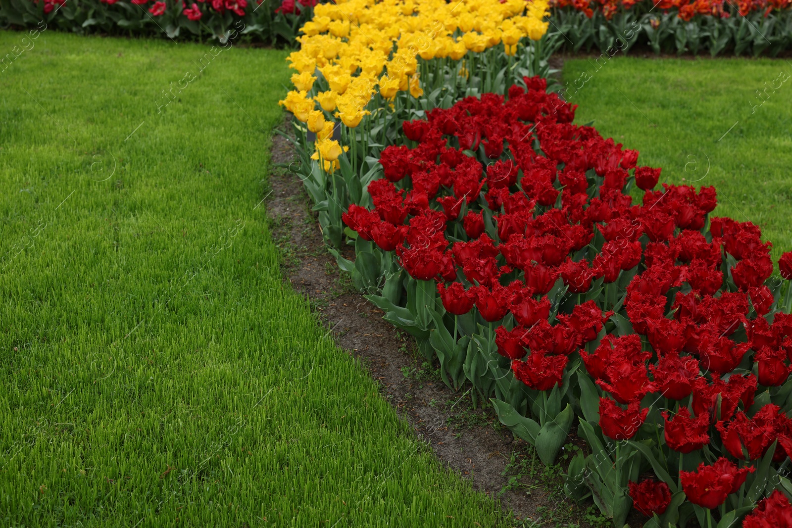 Photo of Many beautiful tulip flowers in park. Spring season