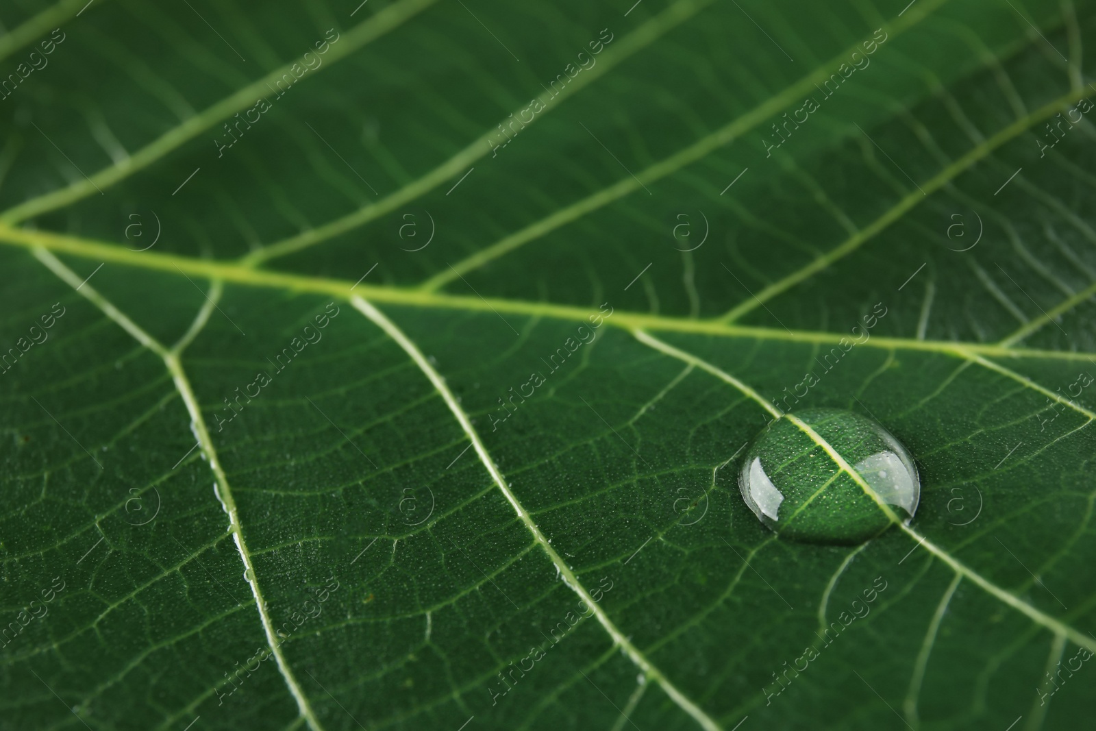 Photo of Beautiful green leaf with water drop, closeup