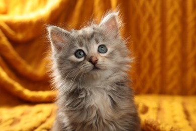 Cute kitten on blurred background. Baby animal