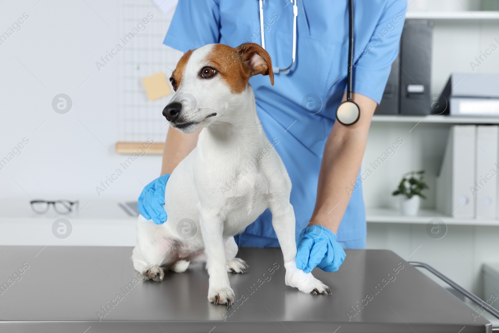 Photo of Veterinarian applying bandage onto dog's paw at table in clinic, closeup