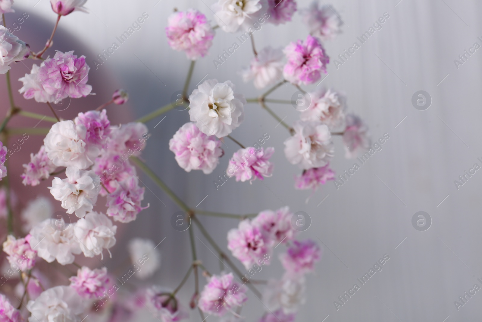 Photo of Many beautiful dyed gypsophila flowers on white background, closeup. Space for text