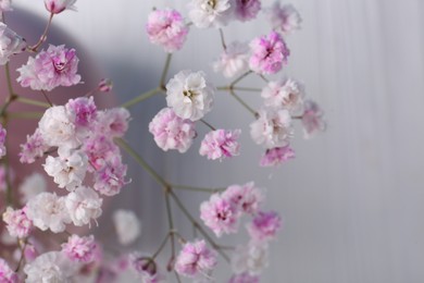 Many beautiful dyed gypsophila flowers on white background, closeup. Space for text