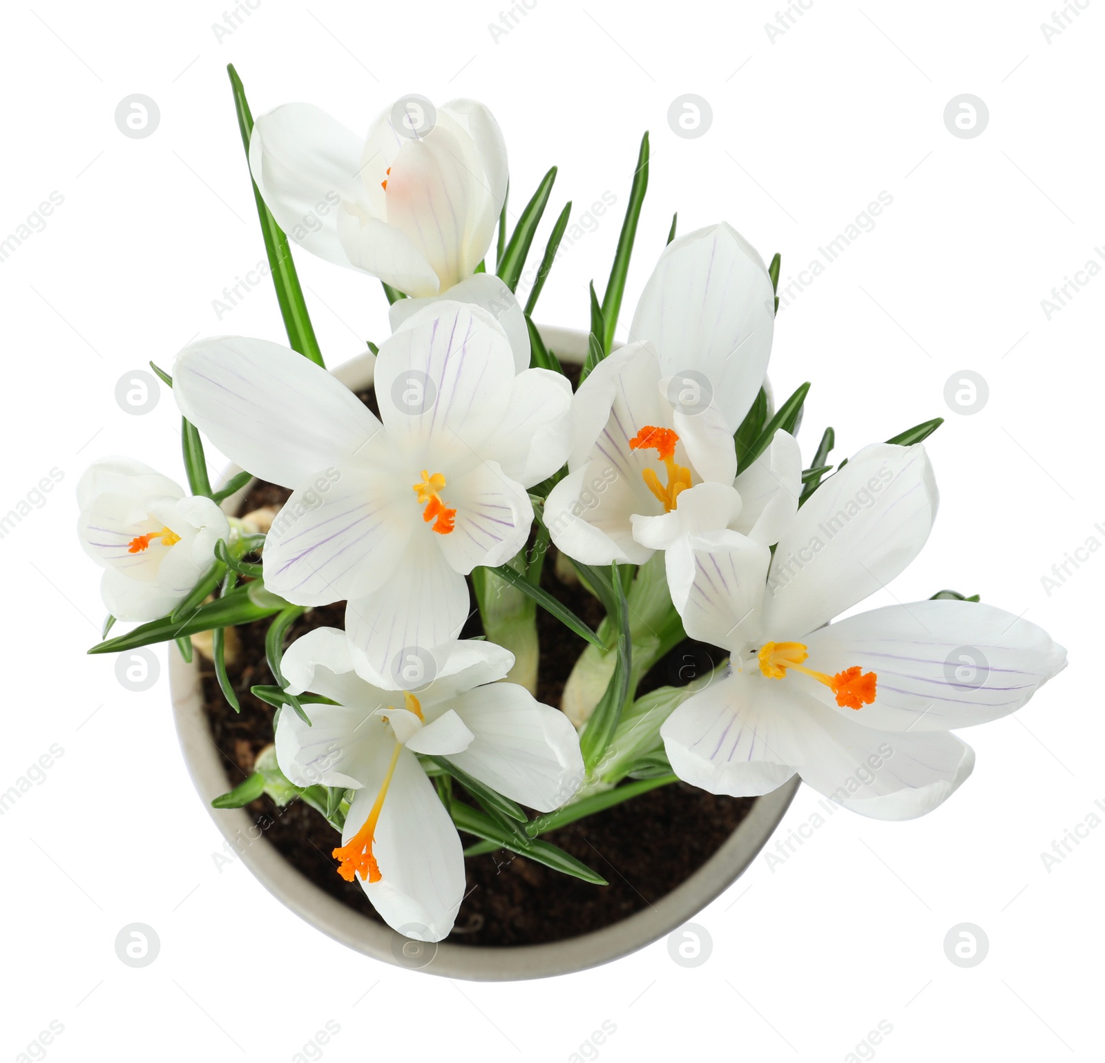Photo of Beautiful potted crocus flowers isolated on white, top view