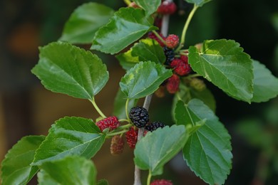 Photo of Tree branch with unripe mulberries outdoors, closeup