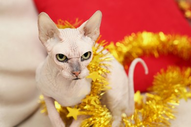 Photo of Adorable Sphynx cat with golden tinsel on light couch