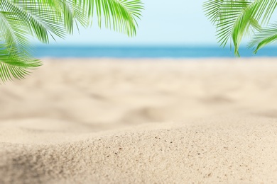 Image of Sandy beach with palms near ocean on sunny day