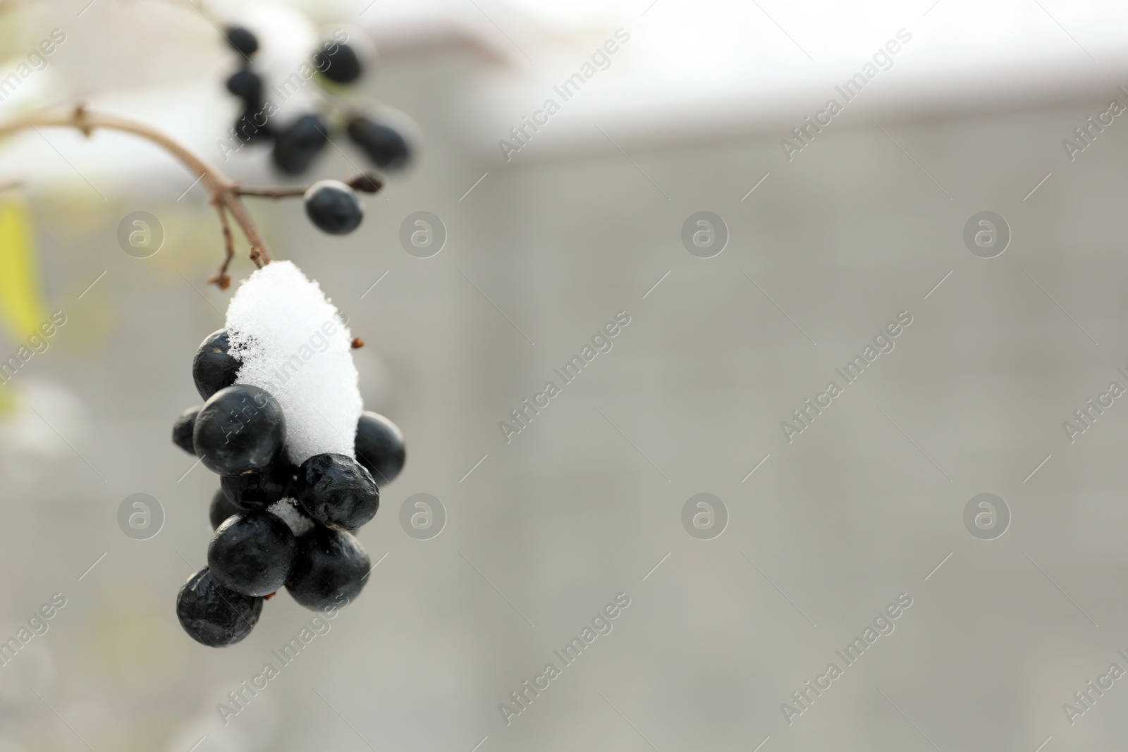 Photo of Shrub with berries outdoors on snowy winter day, closeup. Space for text