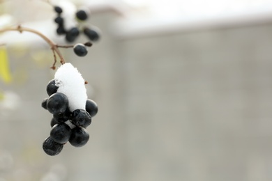 Shrub with berries outdoors on snowy winter day, closeup. Space for text