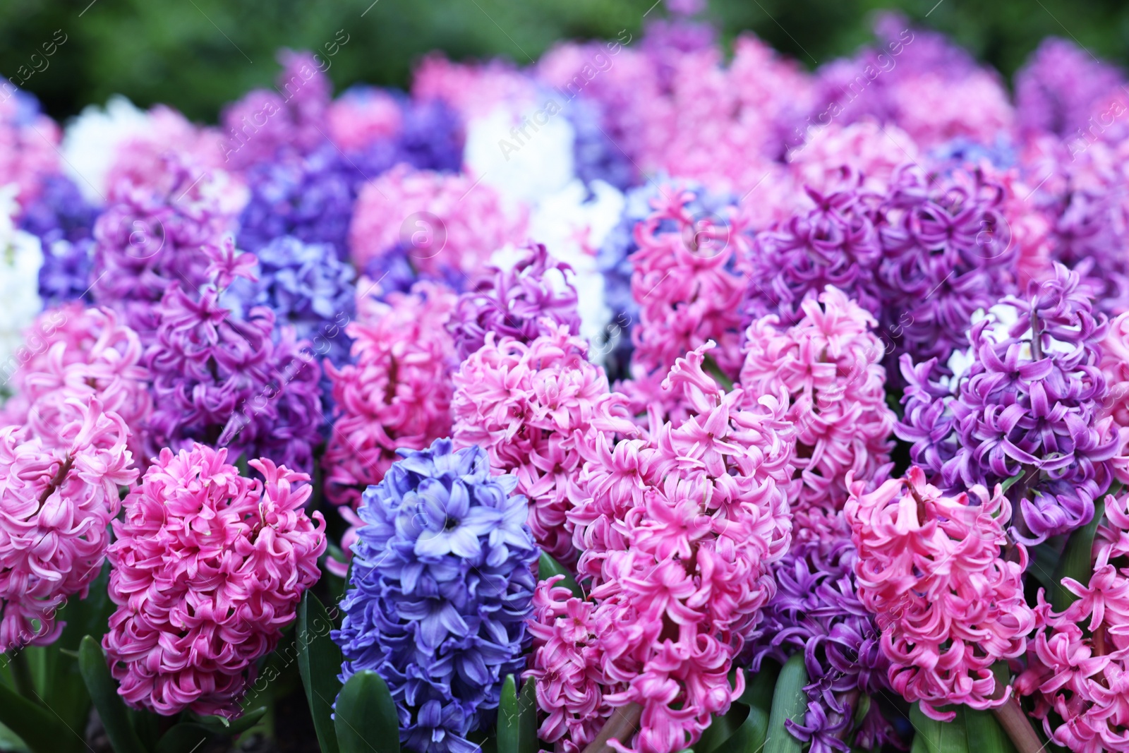 Photo of Many beautiful hyacinth flowers growing outdoors, closeup. Spring season