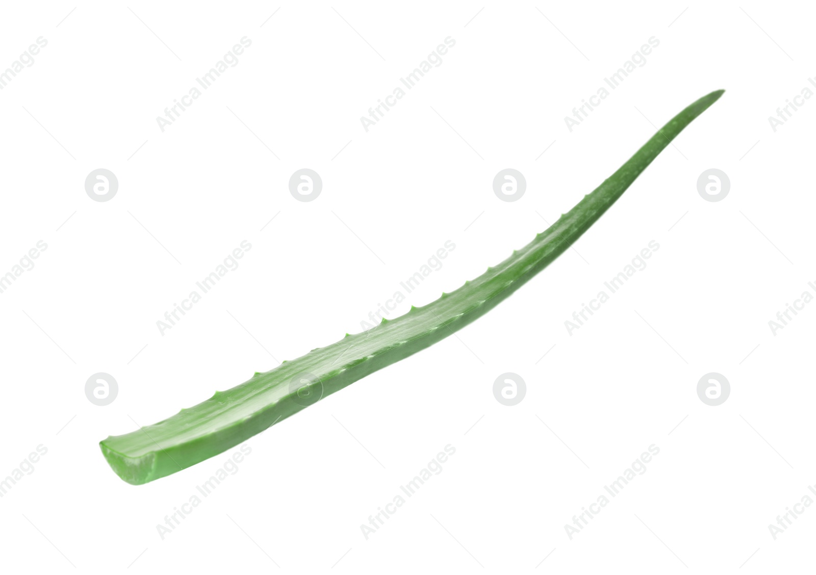 Photo of One aloe vera leaf isolated on white