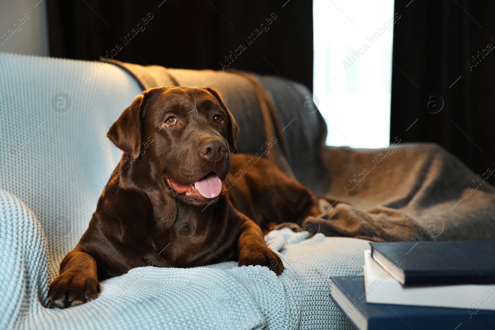 Photo of Cute chocolate Labrador retriever lying on couch at home. Warm and cozy winter
