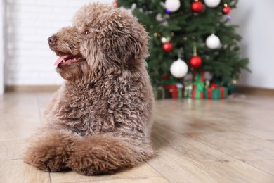 Cute Toy Poodle dog and Christmas tree indoors