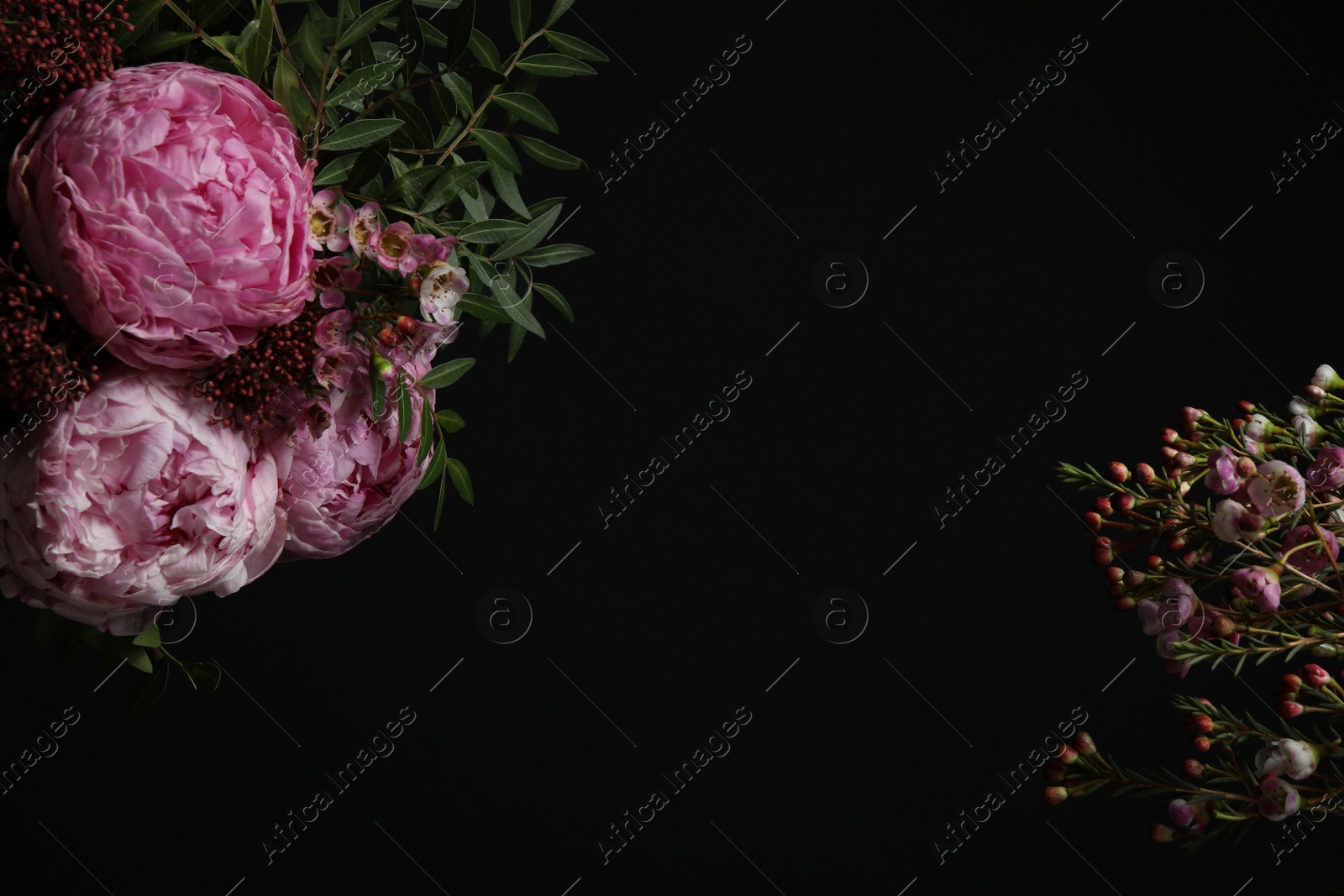 Photo of Beautiful fresh flowers on black background, space for text