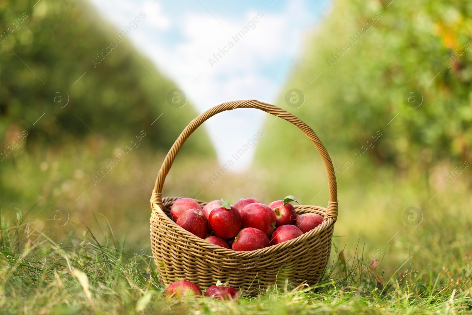 Photo of Wicker basket with ripe apples in garden