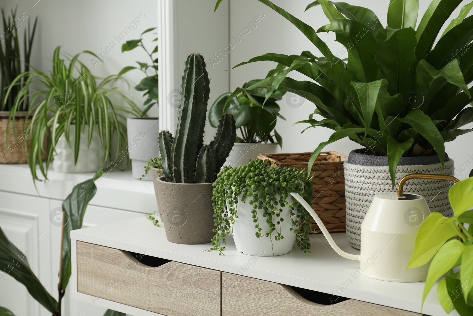 Photo of Many green potted houseplants on table indoors