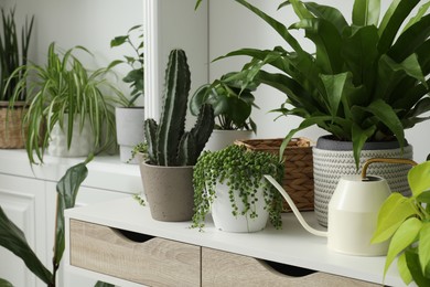 Photo of Many green potted houseplants on table indoors