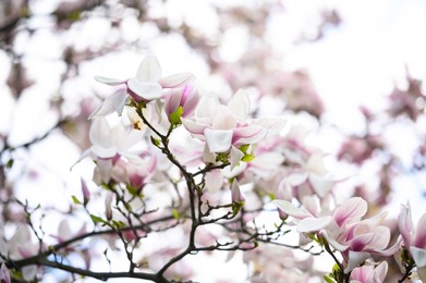 Photo of Branch of magnolia tree with beautiful white flowers on blurred background, closeup. Spring season
