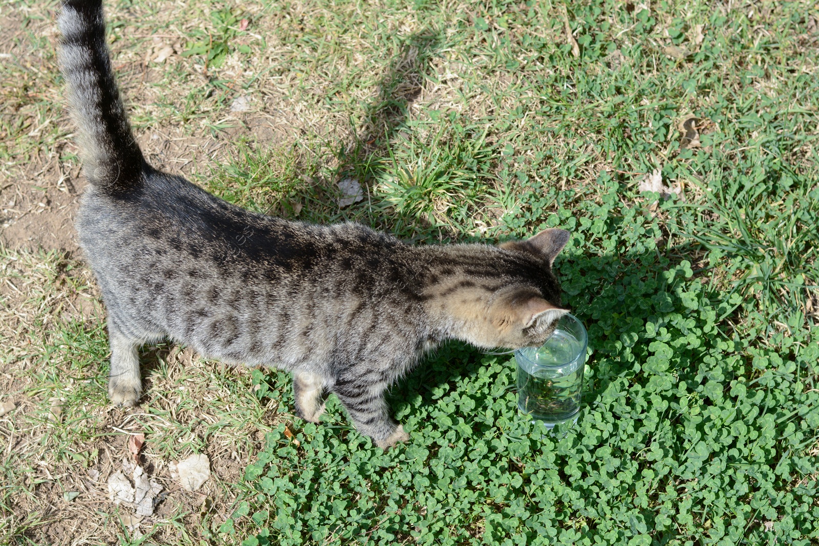 Photo of Lonely stray cat drinking water on green grass. Homeless pet