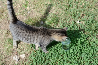 Photo of Lonely stray cat drinking water on green grass. Homeless pet