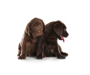 Photo of Chocolate Labrador Retriever puppies on white background