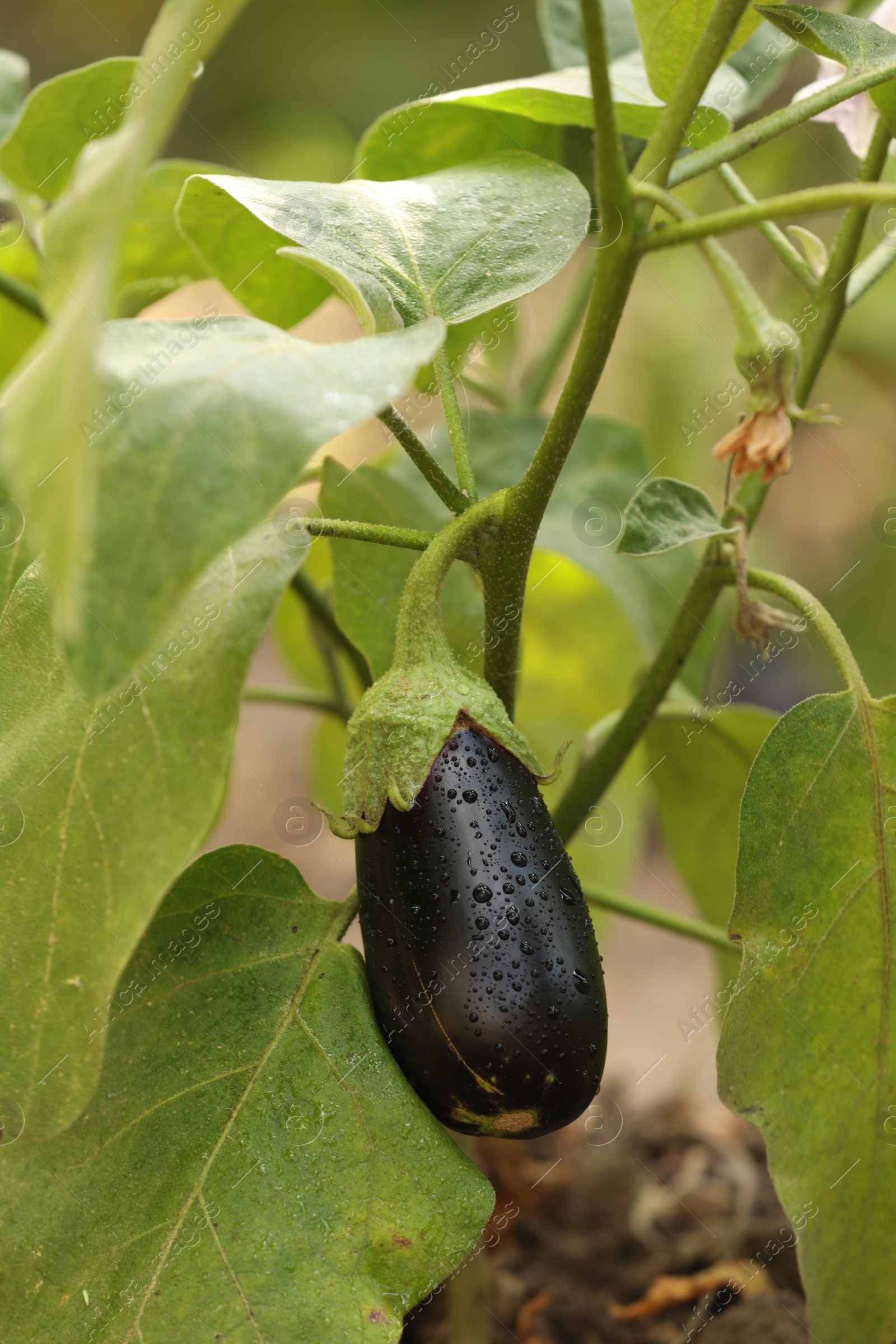 Photo of One ripe eggplant with water drops growing on stem outdoors