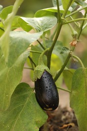 Photo of One ripe eggplant with water drops growing on stem outdoors