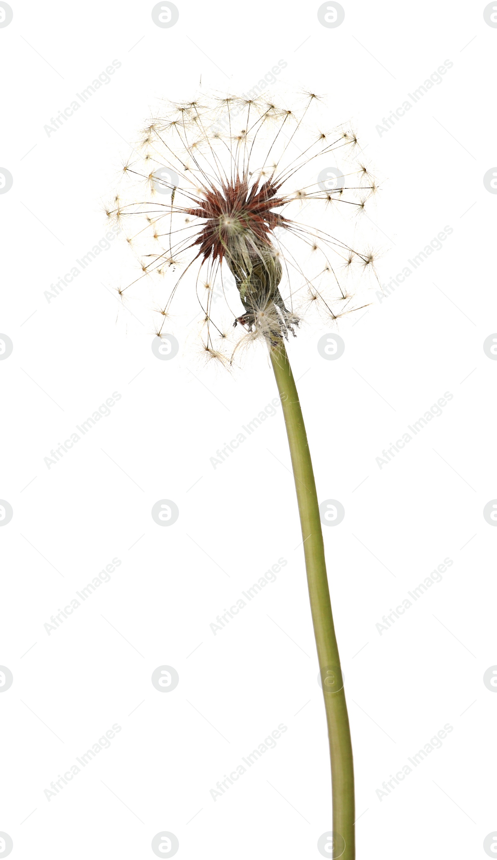 Photo of Beautiful puffy dandelion blowball on white background