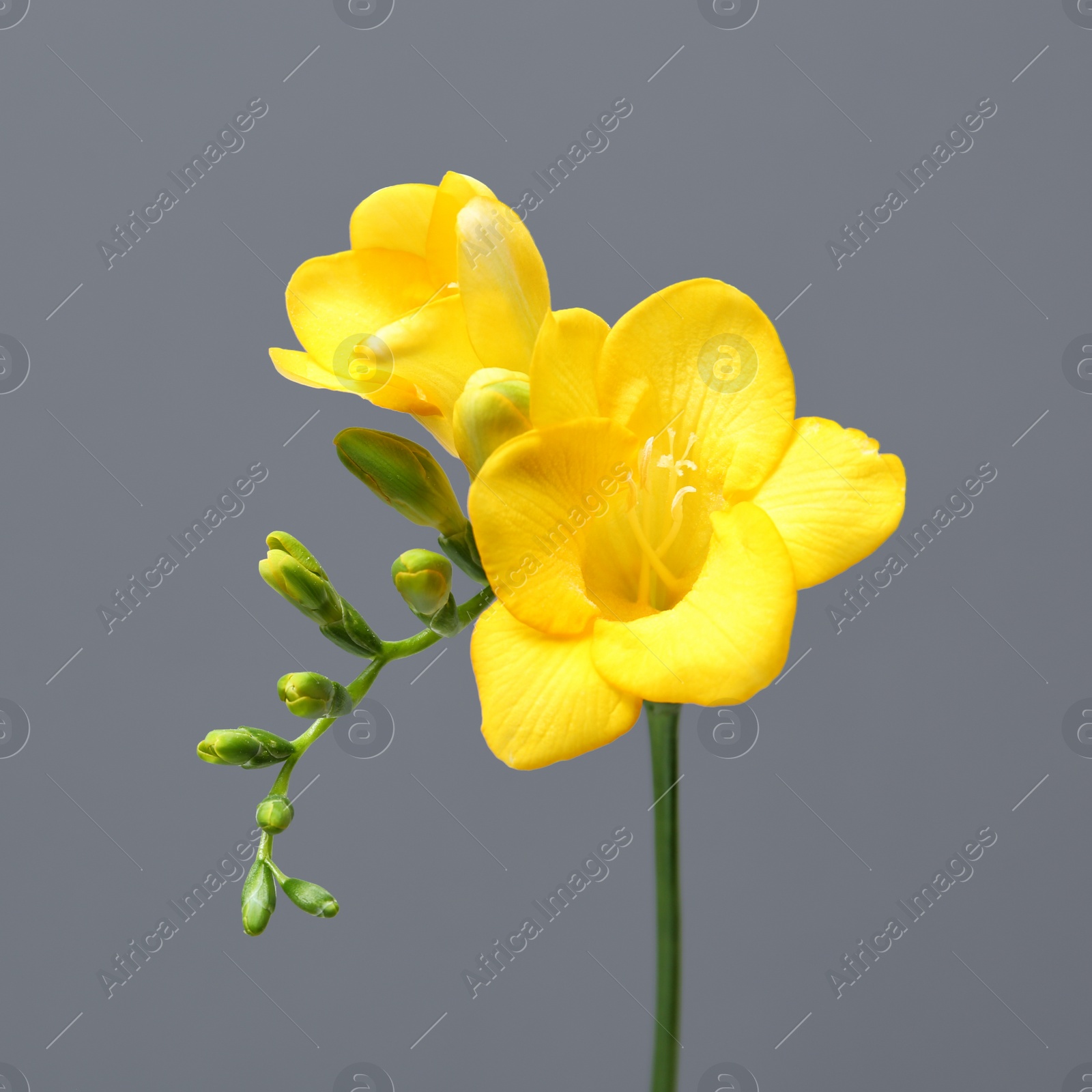 Photo of Beautiful freesia flower on grey background