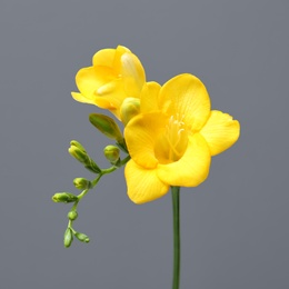 Photo of Beautiful freesia flower on grey background