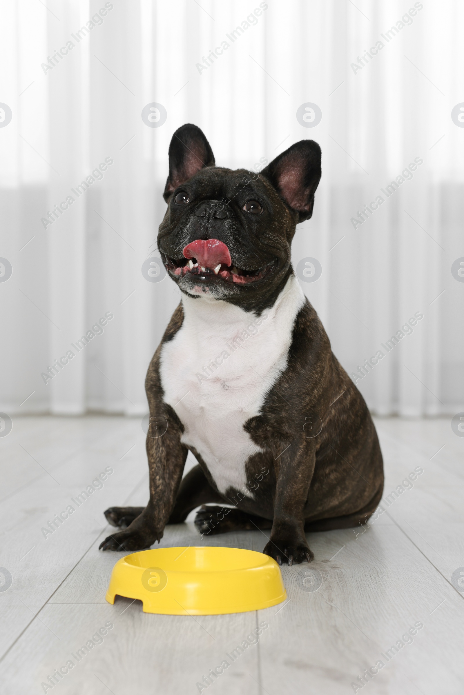 Photo of Adorable French Bulldog near yellow bowl indoors. Lovely pet