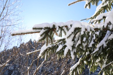 Photo of Coniferous tree branch covered with snow outdoors on winter day