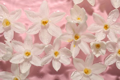 Photo of Beautiful daffodils in water on pink background, top view