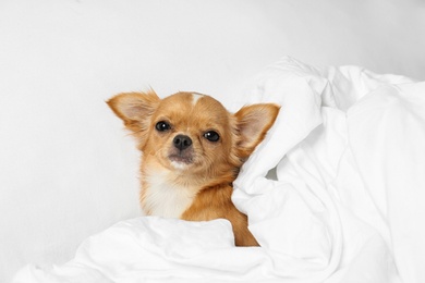 Photo of Cute small Chihuahua dog lying in bed