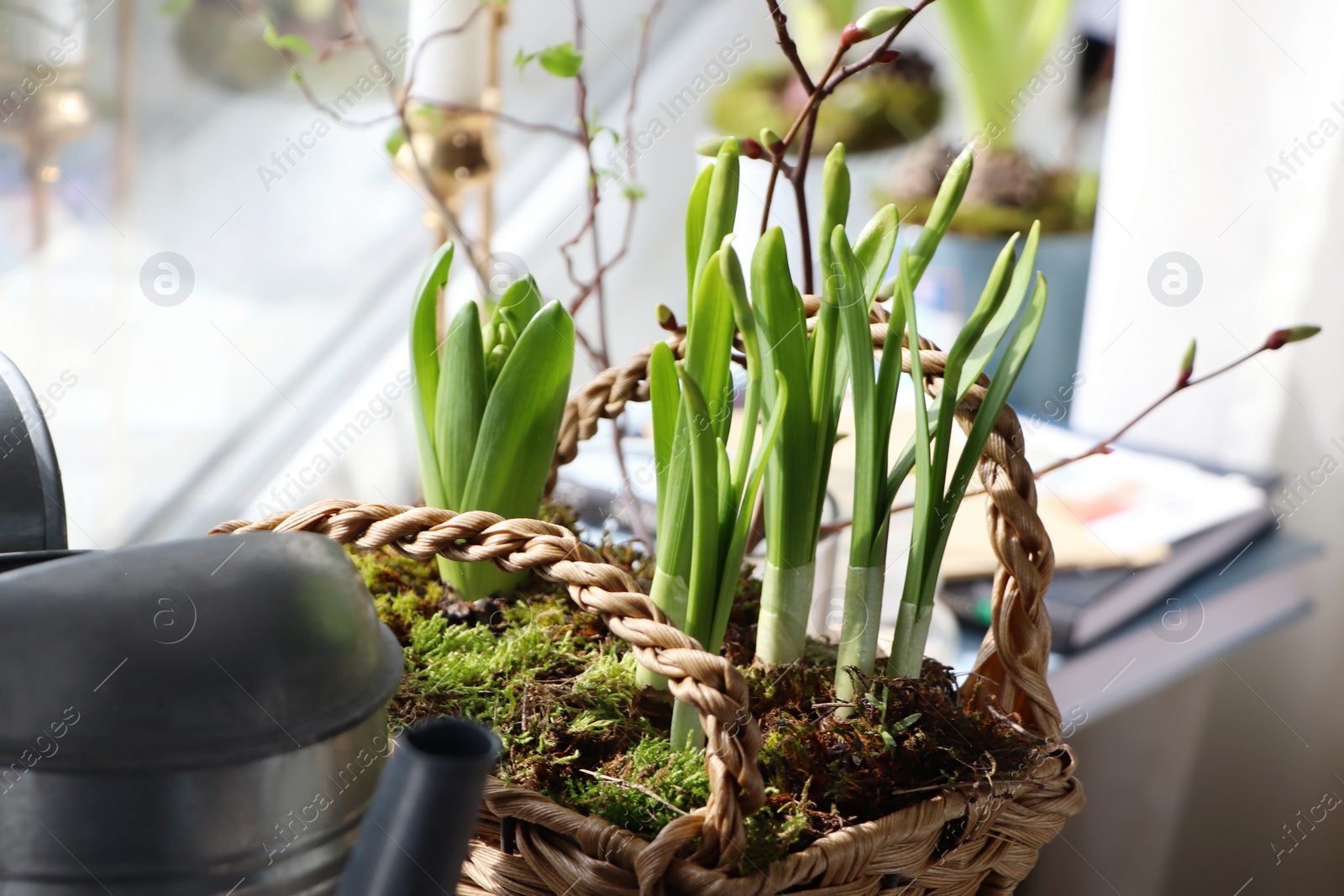 Photo of Spring shoots of Narcissus and Hyacinth planted in wicker basket on window sill, closeup