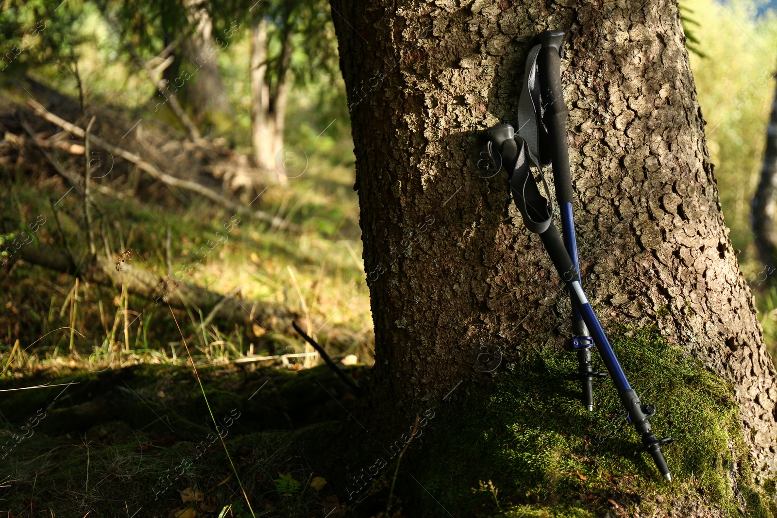 Photo of Trekking poles near tree in forest. Space for text