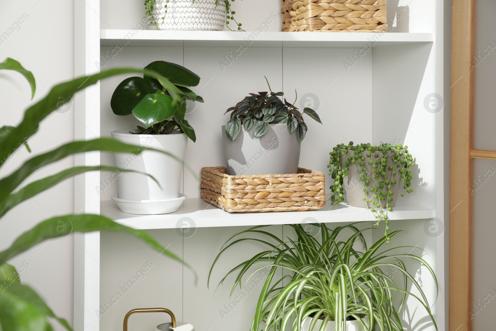 Photo of Green houseplants in pots on white shelves near white wall