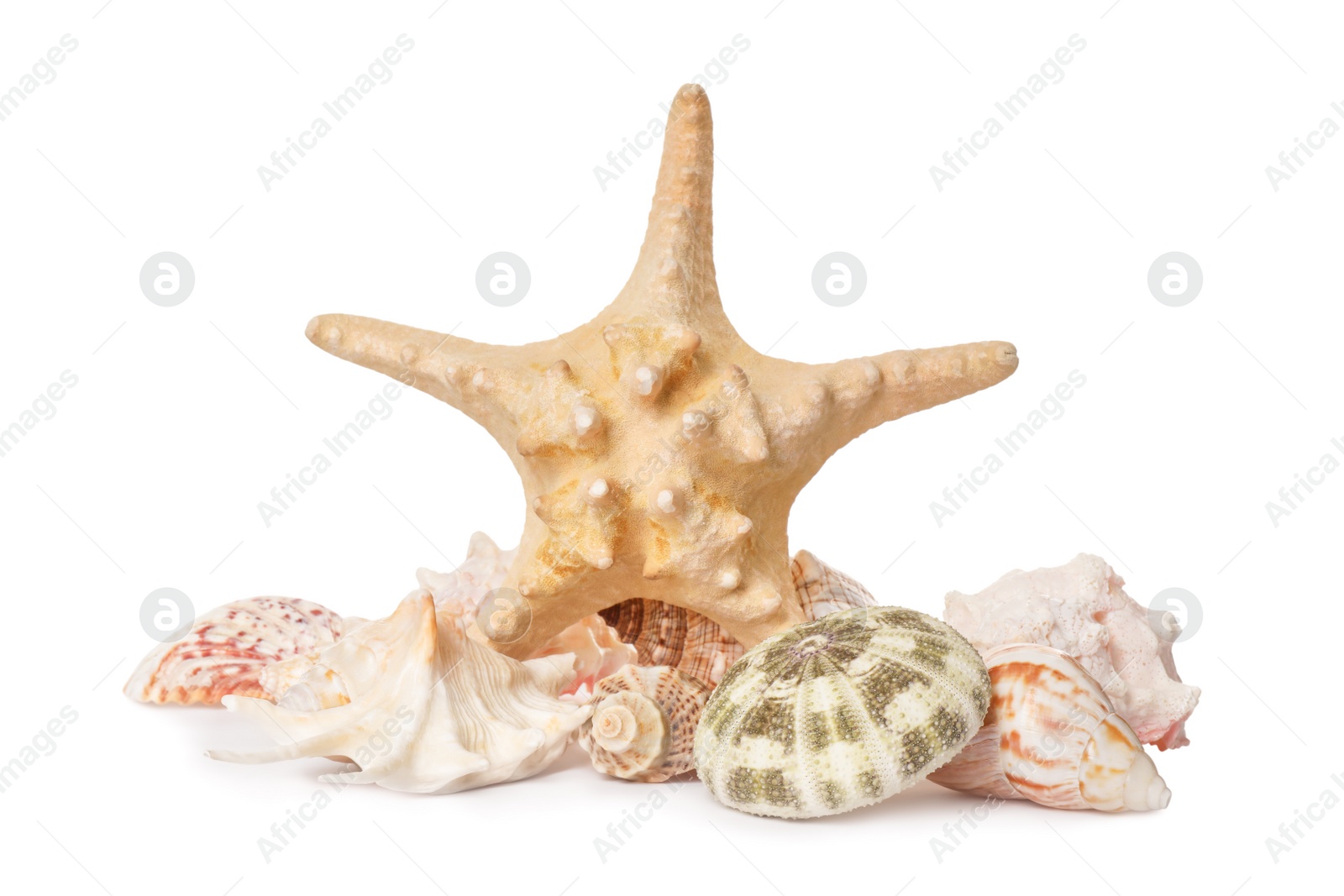 Photo of Beautiful starfish and sea shells on white background