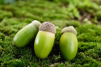 Photo of Acorns on green moss outdoors, closeup. Nut of oak