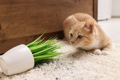 Photo of Cute ginger cat near overturned houseplant on carpet at home