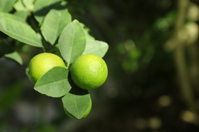 Photo of Ripe limes growing on tree branch in garden, closeup. Space for text