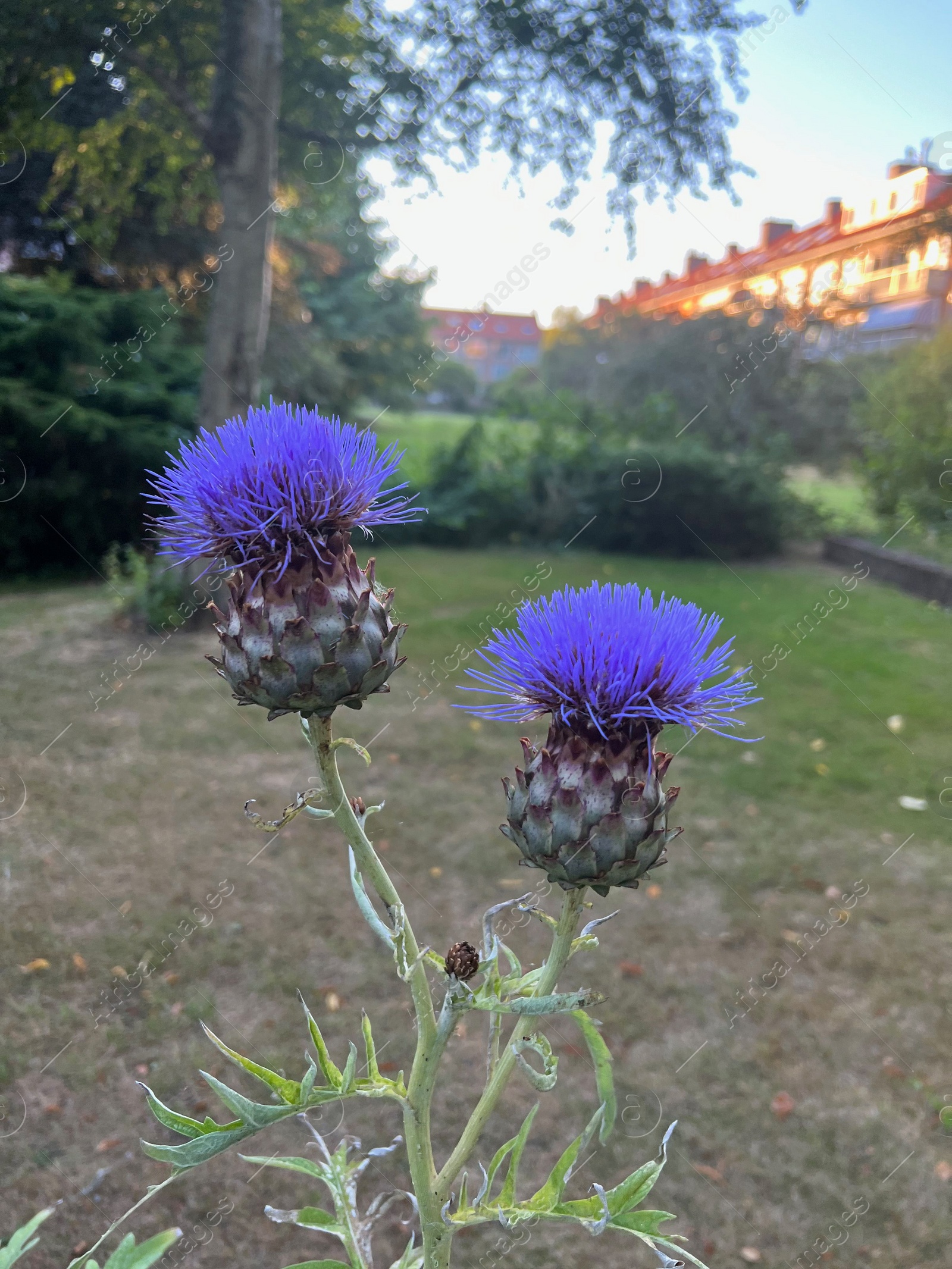 Photo of Beautiful blooming artichoke thistle or cardoon growing outdoors