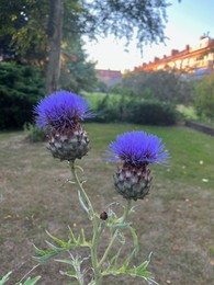 Photo of Beautiful blooming artichoke thistle or cardoon growing outdoors