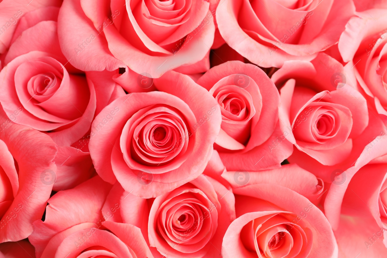 Photo of Beautiful roses as background